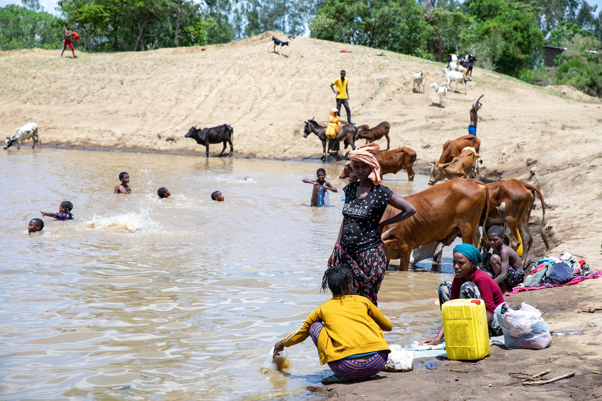 A pond in Ethiopia home to  freshwater snails that host schistosomiasis