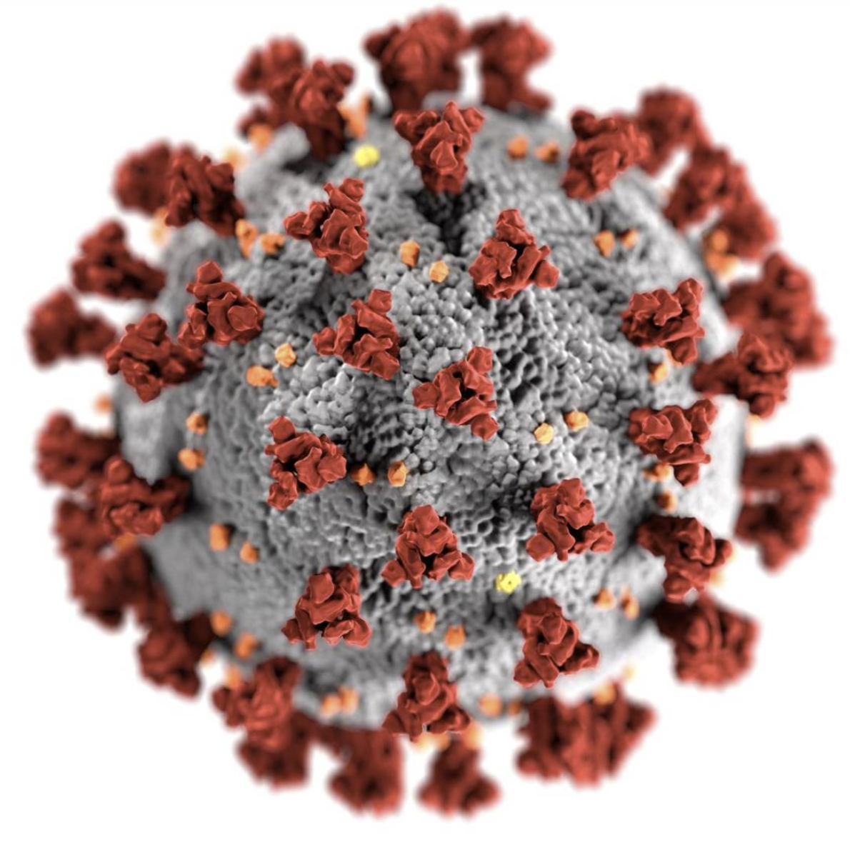 Coronavirus Covid 19